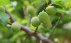 Drzewka owocowe kolumnowe - nowy trend w ogrodzie