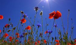 Meconops czyli uroczy niebieski mak