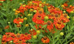 Dzielżan jesienny- atrakcyjna bylina ogrodowa