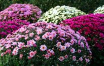 Chryzantemy- kwiaty jesiennego ogrodu