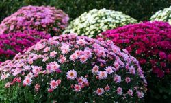 Chryzantemy- kwiaty jesiennego ogrodu