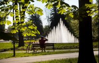 Będą tabliczki na drzewach w Rzeszowie. Miasto chce być eko