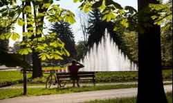 Będą tabliczki na drzewach w Rzeszowie. Miasto chce być eko
