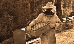 Dzień Pszczół w kolbuszowskim skansenie z degustacją miodów