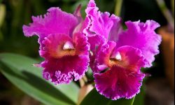 Spektakl historycznych orchidei w łańcuckiej Storczykarni