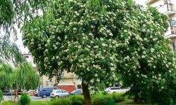 Reporter BBC przyjeżdża do Rzeszowa zobaczyć Czarny Bez przy ul. Grodzisko!