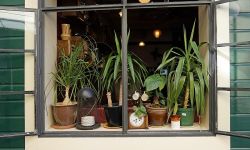 Rośliny oczyszczające powietrze w domu