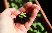 Kiedy wysiewać warzywa?