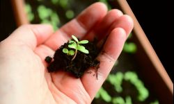 Kiedy wysiewać warzywa?