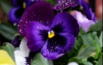 Sałatka z bratka. Jak wykorzystać kwiaty z ogródka w kuchni.