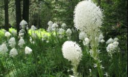 Ogrodniczy hit sezonu, czyli indiańska trawa mydlana