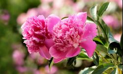 Piwonie zakwitają zazwyczaj w trzecim roku po posadzeniu. Są żarłoczne 