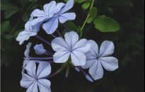 Balkon i pergolę na niebiesko ustroi ołownik uszkowaty 