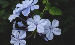 Balkon i pergolę na niebiesko ustroi ołownik uszkowaty 