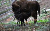 Pierwsze w tym roku narodziny w żubrzej zagrodzie w Mucznem