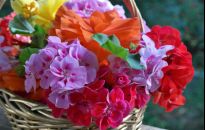 Ciekawe odmiany pelargonii i podstawy uprawy