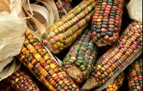 Popcorn z własnej działki - jak uprawiać kukurydzę