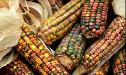 Popcorn z własnej działki - jak uprawiać kukurydzę