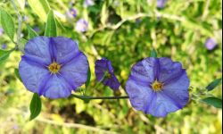 Psianka - kwitnące na niebiesko drzewko postawisz na tarasie