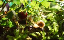 Jak pokonać szarą pleśń w truskawkach