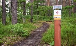 "Biesiadczańskie wydmy" i "Biesiadka Trails" - rowerem do mieleckich lasów