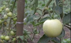 Skoszoną trawę rozsyp między grządkami - ściółkowanie pomaga w uprawie