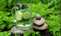 Mięta - jaką posadzić w ogrodzie?  