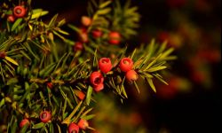 Cis - długowieczny, ale mocno trujący. Kto go chętnie posadzi?