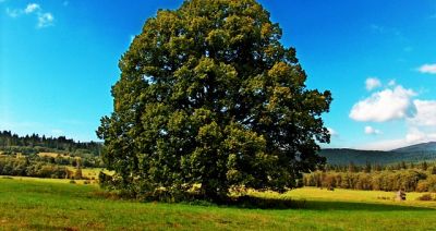 Dolina Górnego Sanu z aplikacją Bieszczadzkiego Parku Narodowego 