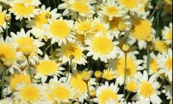 Złocień krzewiasty można uformować w drzewko