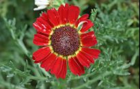 Ismelia długo kwitnie. Nadaje się na rabaty i balkony