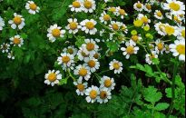 Wywar z wrotyczu na mrówki i mszyce