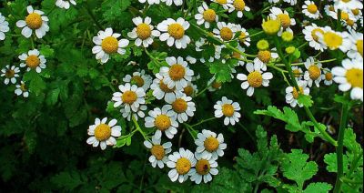 Wywar z wrotyczu na mrówki i mszyce