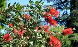 Kulfik - drzewko dobre również do uprawy w donicy