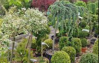 Rośliny z wyprzedaży - jak poznać okazję