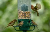 Z dokarmianiem ptaków poczekaj na mrozy