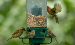 Z dokarmianiem ptaków poczekaj na mrozy