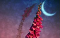 Kalendarz biodynamiczny - lepsze zbiory w pełni czy nowiu Księżyca?