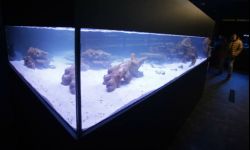 W Rzeszowie otwarto największy na Podkarpaciu sklep z akwarystyką morską