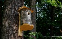 Idealna budka dla ptaków