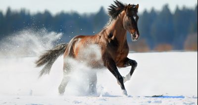 "Z konikiem polskim" przez lasy w okolicach Mielca