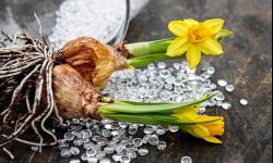 Cebulki kwiatów mogą przezimować w domu