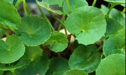 Gotu kola z doniczki - lecznicza roślina z własnej uprawy