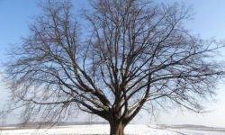 Głosujmy na Lipę św. Nepomucena. Walczy o tytuł Europejskiego Drzewa Roku 2021