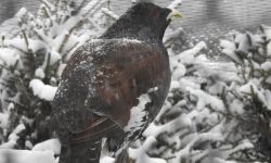 W przyrodzie czuć wiosnę i... czas godów. Głuszce już gotowe