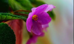 Łazienkowe rośliny - kiedy jest światło i wybór spory!