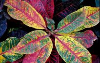 Rośliny do domu o ozdobnych liściach