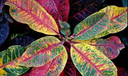 Rośliny do domu o ozdobnych liściach