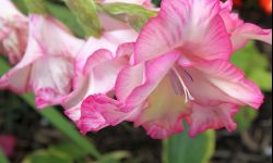 Cebule mieczyków kuszą w sklepach. Kupować?