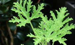 Anginka na paparapecie - geranium na katar i komary